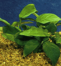 Anubias - Assorted - Medium - Six Plants Anubias - Assorted - Medium - Six Plants